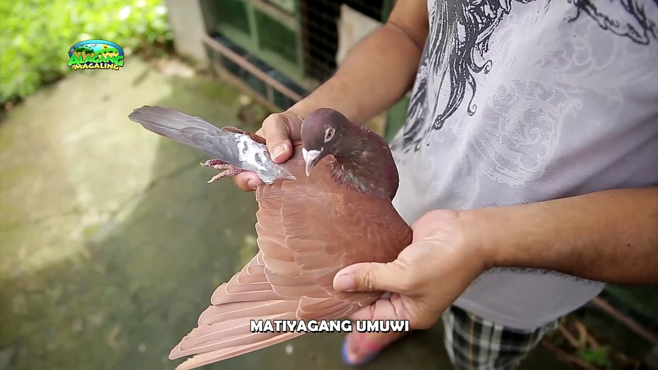 Alagang Magaling S8 EP11   FACE THE FANCIER   JAY LAZARO