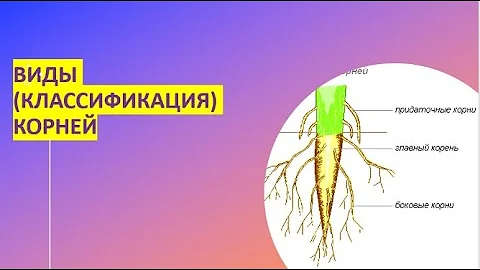 21 . Виды (классификация) корней