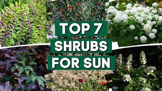 7 Best Shrubs for Full Sun ☀️✨ // Low Maintenance Shrubs // PlantDo Home & Garden 