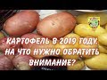 Картофель в 2019 году.  На что нужно обратить внимание?