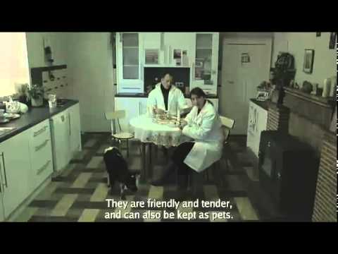 Мини-коровы - меньшие выбросы углекислого газа!