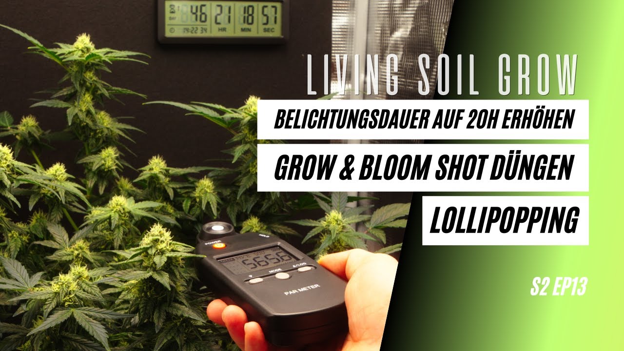 Belichtungsdauer bei Automatics erhöhen. Ist 20H Licht besser? Bloom & Grow Shot für die Living Soil