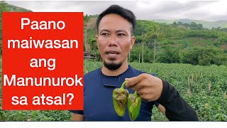 Paano maiiwasan ang manunurok (fruit fly) sa Atsal (sweet pepper). Nagbabalik si Mr TLC Argie Muñoz by Sir Mike The Veggie Man 26,541 views 2 years ago 15 minutes