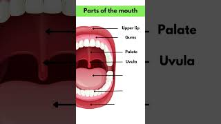 Parts of the Mouth #viral #fyp #learnenglish