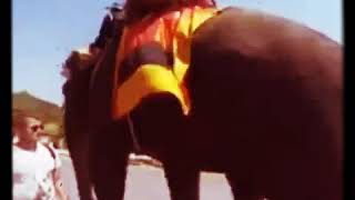 Conseil ppur NOEL : eviter les elephants