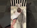 Mulher Preparou uma Surpresa Adorável ao Gatinho 😍❤️