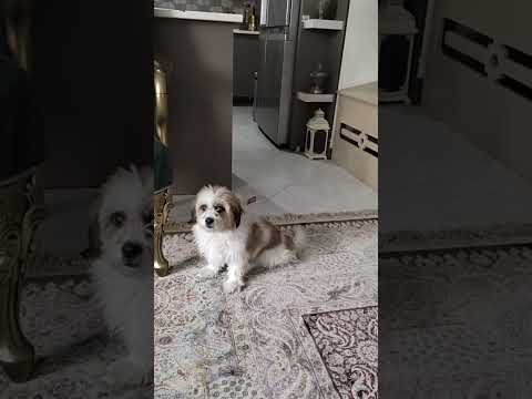 سگم باورنکردنی کارش رو کرد
