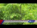 North St. Louis orchard becomes symbol of recovery after tornado