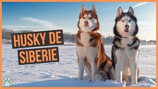 La race de chien Husky de Sibérie