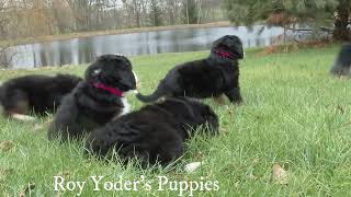 Roy Yoder's Bernese Puppies