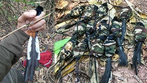 pikat burung murai batu di dalam hutan