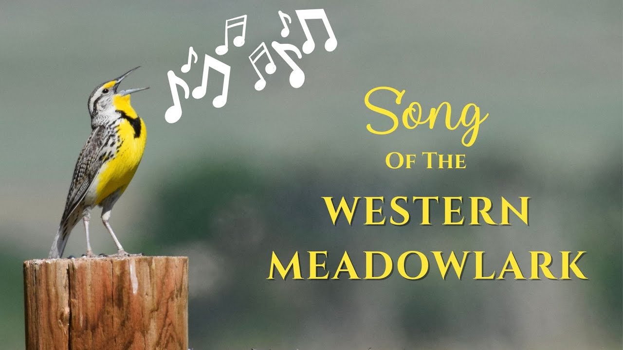 Song of The Western Meadowlark Song of The Western Meadowlark