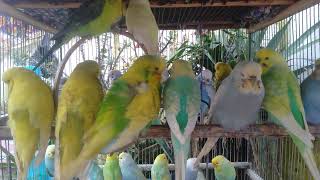 Top Cute Love Funny Sweet Sounds That Make Fun Feel So Soft Joy screenshot 5