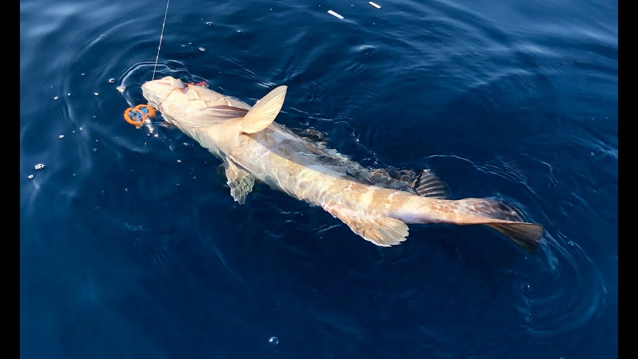 KUM GRİDASI CANLI VURUŞ ANI / WHİTE GROUPER LİVE STRİKE