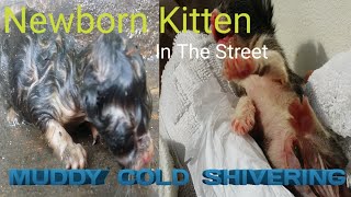I found this Muddy Newborn Kitten by Cat Covid Un 129 views 2 years ago 3 minutes, 32 seconds