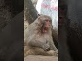 CM..😁🐒.. #tirkut #phar #ka #funny #monkey #funny #animals #trending #shorts #viral #video #like 🐒🐒😁😁