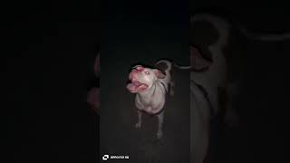 American Pitbull Dog