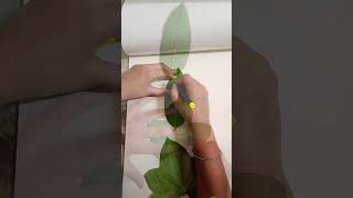 Parallel venation and reticulate venation #science #plants #education #learning #nature
