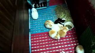 10隻小兔生活影片20110212-2