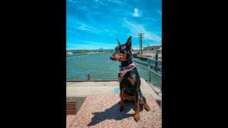 Exie  11 Month Old German Pinscher  2 Week Board and Train  Before/After Video