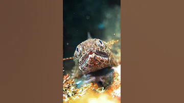 🦎 Ящероголовые — семейство лучепёрых рыб из отряда