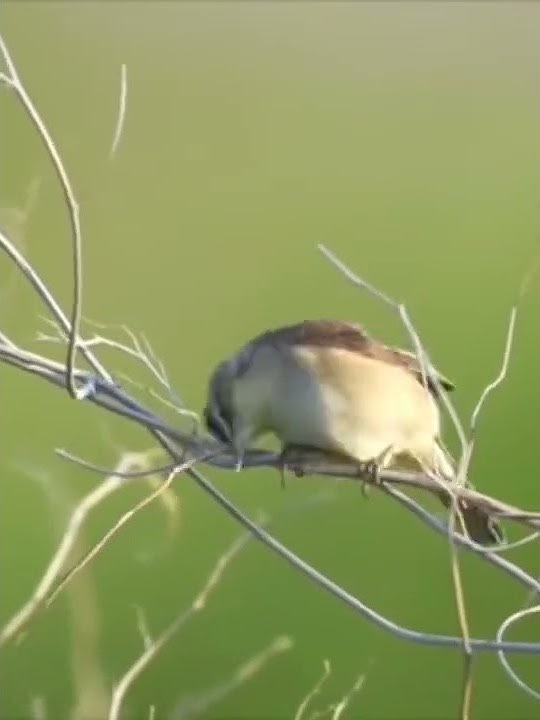 Roll tembak kicau burung rawa kerak basi #shorts