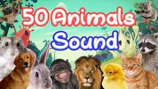 50 Animals Sound Learning video for kids / Children 50 Animals Sound Learning video for kids / Children