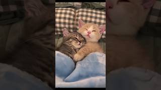 Kitten With Love