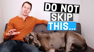 Do NOT skip walks for your Great Dane | Great Dane Care Great Dane Leash Training Great Dane Care