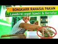 iniLah Pakan Lovebird Agar Cepat Kawin dan Bertelur