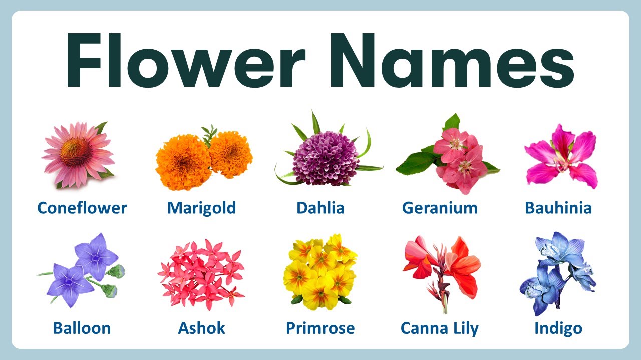 Flower Images With Names In English | Best Flower Site