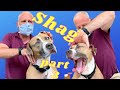 CANCER SURVIVOR DOG gets CHIROPRACTIC Adjustment at "SHAG" STORE! (Part 3 of 5)