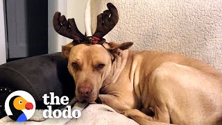 This Stray Dog Was Impossible To Catch! | The Dodo