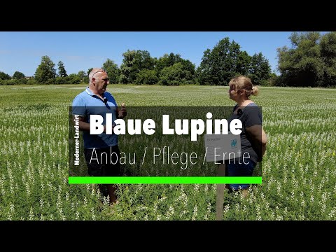 Video: Mehrjährige Lupine