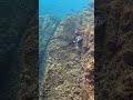 cormoran caçant 🤿👌#freediving #fish #birds #underwaterworld #underwater #diving#nature #ocean#gopro