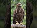 #eagle #forest #viral #video