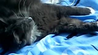 Snobelle Qui Aime Mattaquer