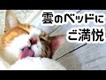 寒くなって来たので冬用の猫様ベッドに新調したらお姫様になりましたｗ