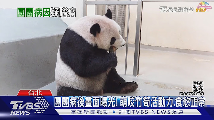 大貓熊「團團」癲癇病因出爐! 恐腦瘤或炎症｜TVBS新聞 - 天天要聞