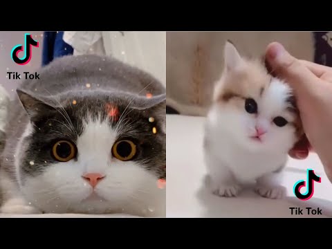 Kumpulan Kucing Lucu, Gemesin, Gemoy | Video Tik Tok Kucing Lucu Viral Terbaru 2020