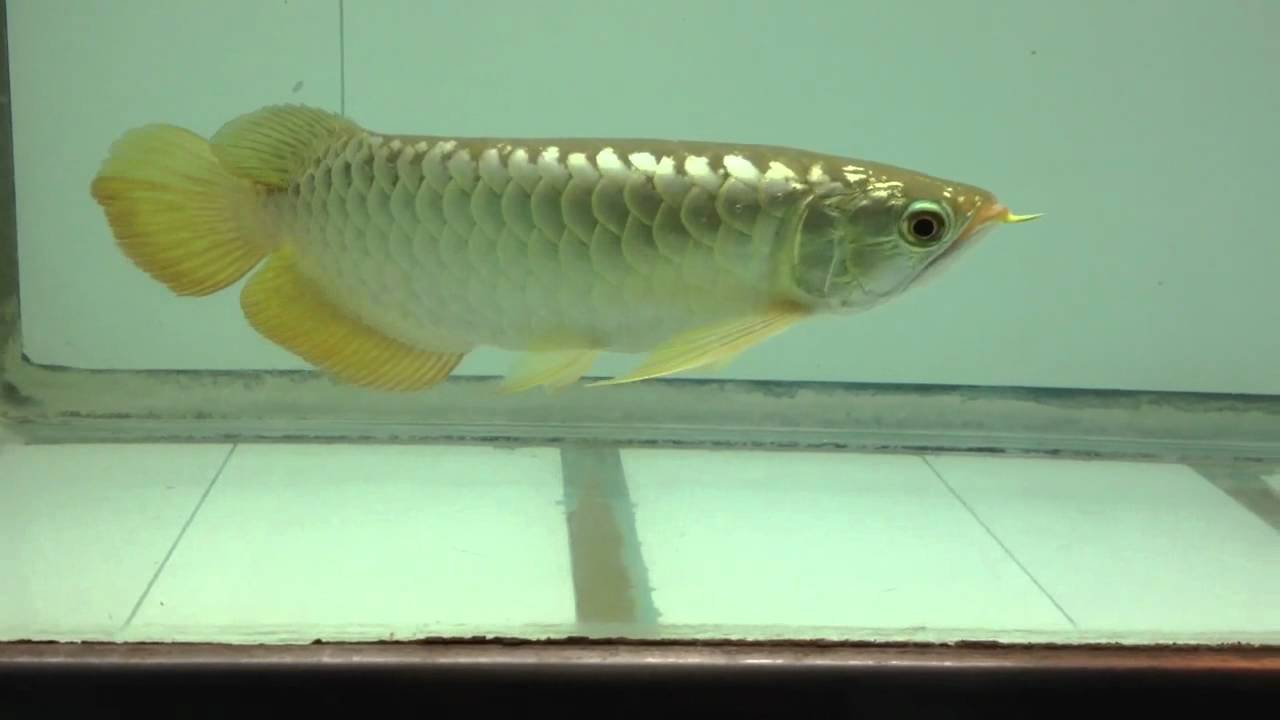 Like 24K Malaysia Golden Arowana Hi Grade by Long Jiang 