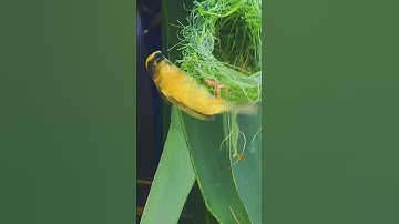 16Baya Weaver Bird Nests Making Full Process Nest/House Build Up