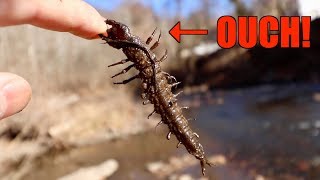 VICIOUS Alien Bug Catches Fish?!?! (Winter River Fishing SECRET) 