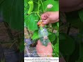Farmer Puts Young Melon into a Water Bottle – Shaping the Future Fruit 🍈🧴