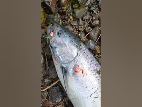 first springer salmon this year, Columbia River OREGON PLUNKING off the