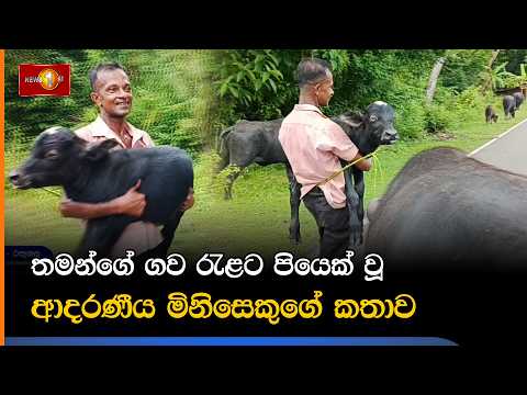 තමන්ගේ ගව රැළට පියෙක් වූ ආදරණීය මිනිසෙකුගේ කතාව