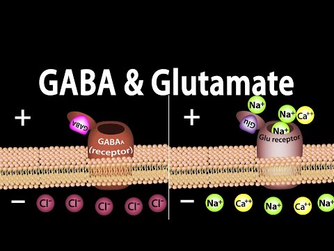 does gabapentin reduce seizures