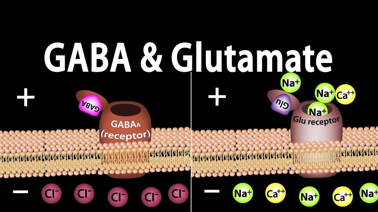 Neuroscience Basics GABA and Glutamate Animation