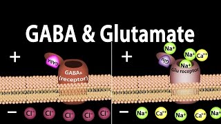 Neuroscience Basics: GABA and Glutamate, Animation