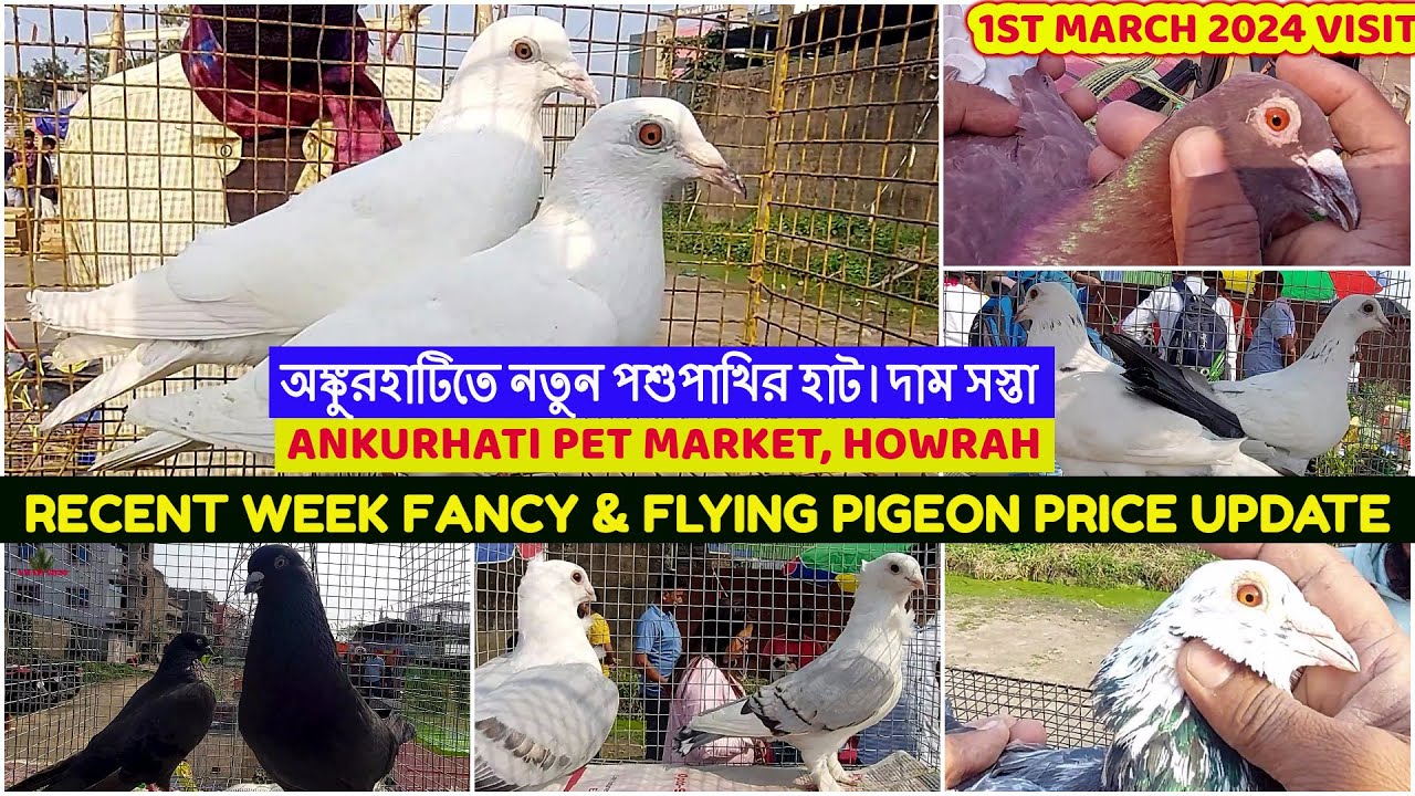 Ankurhati Pet Market Visit 2024 |অঙ্কুরহাটিতে পায়রার দাম |Recent Pigeon Price Update |1st March 2024